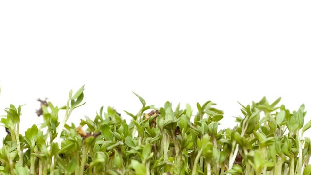 A small pot of peppercress growing in time lapse to quickly fill the frame.