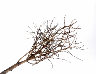 branch of a tree isolated on white background