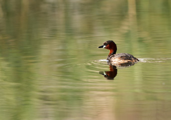 Little grebe swimming in Buhair lake, Bahrain 