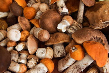 bunch of harvested forest edible mushrooms with orange, brown caps and white legs of different sizes lie on the table