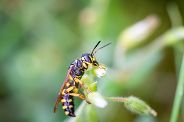 on a macro photo a black and yellow wasp eats flower pollen