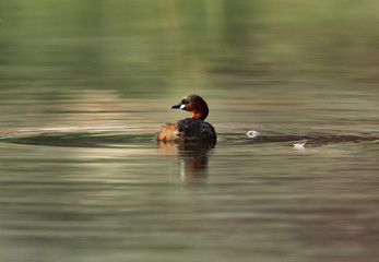 Little grebe swimming in Buhair lake, Bahrain 