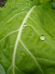 green leaf with water drops