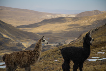 The llamas of Bolivia