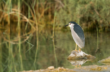 Night herons perched on rock near Bhuair lake, Bahrain 