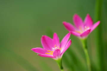 close up of beautiful pink rain lily flower
