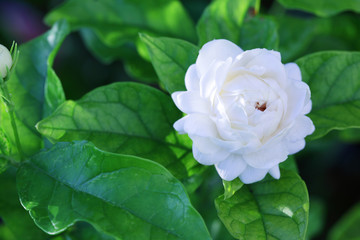 close up of beautiful white jasmine flower