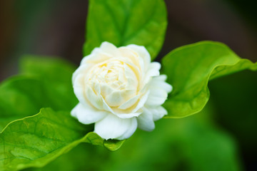 close up of beautiful jasmine flower background.
