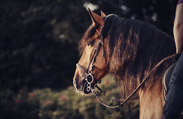 The muzzle is sports stallion in the bridle.
