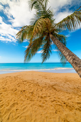 Obraz na płótnie Canvas La perle beach in Guadeloupe