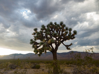 Fototapeta na wymiar joshua tree in the mojave desert