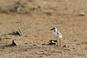 The Kentish plover chick in its habitat, Bahrain 