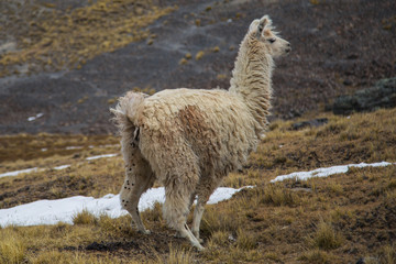 The llamas of Bolivia