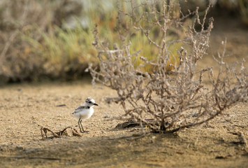 The Kentish plover chick in its habitat, Bahrain 