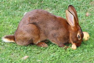 Kaninchen beim Fressen, Kaninchen-Haltung, Kaninchen-Futter, Kaninchen füttern mit Äpfel und...