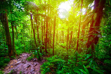 Fototapeta na wymiar Sun shining over Guadeloupe jungle