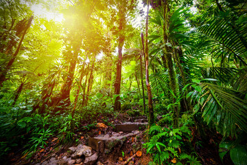 Stone steps in Basse Terre jungle in Guadeloupe