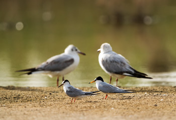 Little terns with backdrop of Black-headed gulls, Bahrain