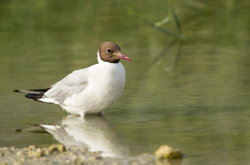 Black-headed gull, Bahrain