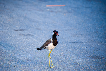  Bird on highway 