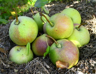 Unusually shaped green pears lie on dry grass. Harvest.
