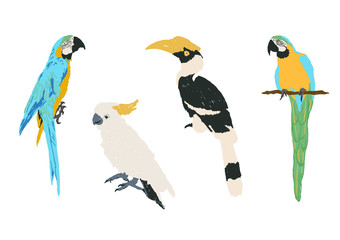 set of exotic birds, collection of natural animal wildlife, vector illustration