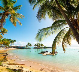 Coconut palms in Bas du Fort in Guadeloupe
