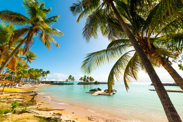 Fototapeta na wymiar Coconut palm trees in Bas du Fort in Guadeloupe