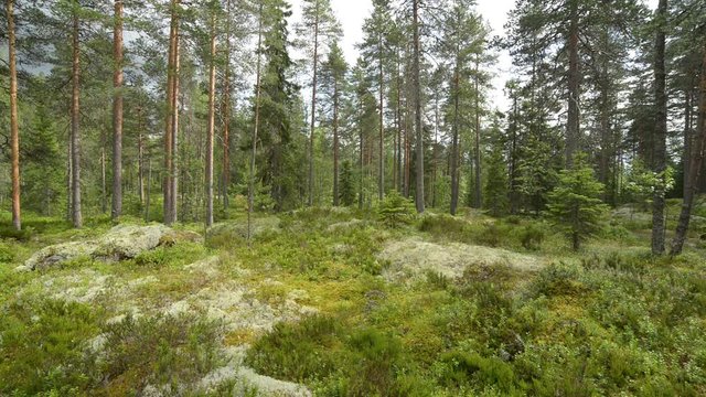 A view of forest with pine trees and moss with birds singing in Isojarvi national park in Finland.