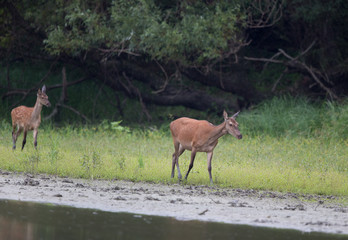 Hind and fawn walking on river coast