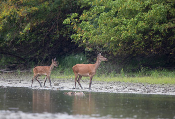 Hind and fawn walking on river coast