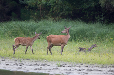Fototapeta premium Hind and fawn walking on river coast