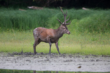 Red deer walking in mud in forest