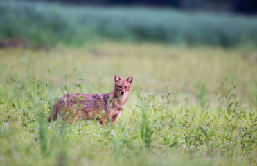 Golden jackal on meadow