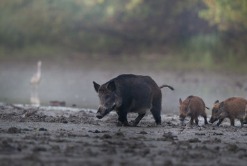 Wild boar with piglets walking in mud