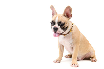 French bulldog, sitting and looking down