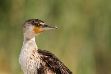 Portrait of the Great Cormorant, Bahrain
