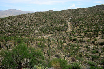 Fototapeta na wymiar Road Rincon mountains Sonora Desert Arizona