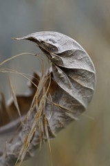Dried Leaf ofa Thistle