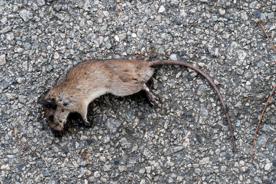 The dead rat has an ant swarm on him. with Asphalt floor.