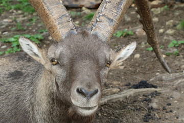 Alpensteinbock