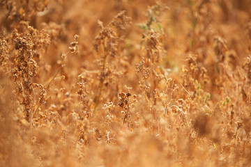 Beautiful dry brown bushes in Hamala, bahrain