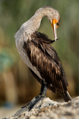 The Great Cormorant preening, Bahrain 