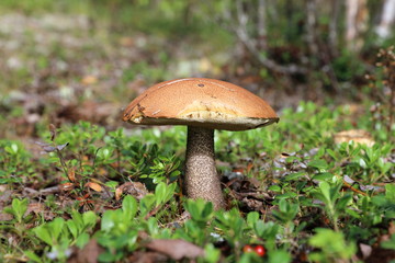 Leccinum aurantiacum. Aspen mushroom in the forest close-up