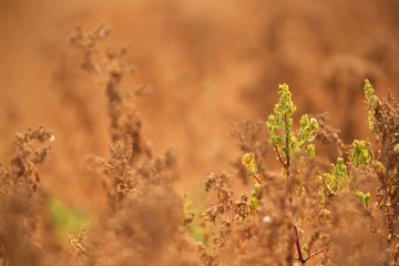 Fototapeta premium Beautiful dry brown bushes in Hamala, bahrain