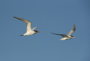 Lesser crested tern in flight at Busaiteen coast, Bahrain 