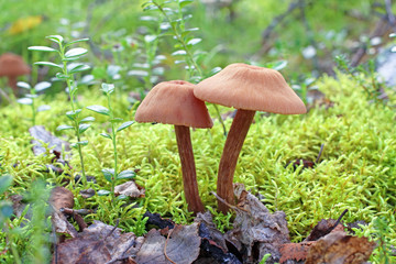 Laccaria proxima. Edible mushrooms in the Yamal mixed forest