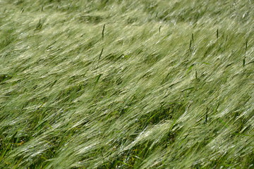 Waves on a wheat field in a strong wind