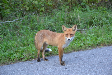 Red Fox on the Curonian spit