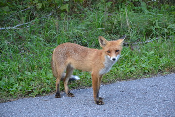 Naklejka na ściany i meble Red Fox on the Curonian spit